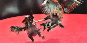 Hướng Dẫn Chi Tiết Cách Chơi Đá Gà Sabong Tại W88 Dành Cho Người Mới