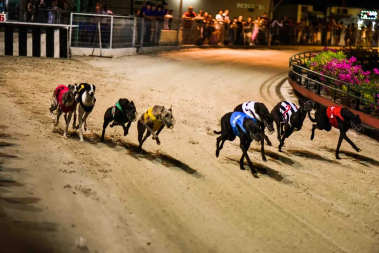 Hướng Dẫn Cách Chơi Game Nhanh Đua Chó Tại W88 Hiệu Quả Nhất 2 Hướng Dẫn Cách Chơi Game Nhanh Đua Chó Tại W88 Hiệu Quả Nhất